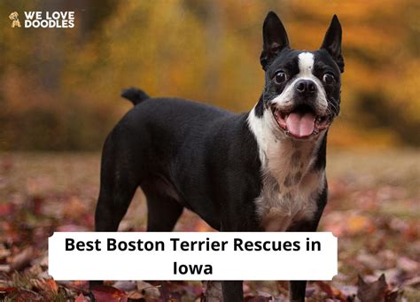 4 Best Boston Terrier Rescues In Iowa 2023 We Love Doodles