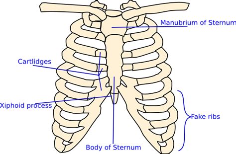 Rib Cage Muscles Labeled The Ribs Rib Cage Articulations Fracture