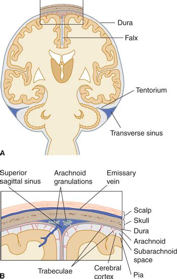 Ventricles And Coverings Of The Brain Neupsy Key