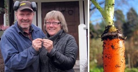 Lost For 16 Years Woman Finds Engagement Ring Growing On Carrot