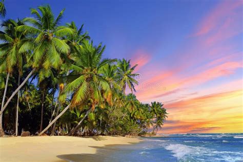 Beach With Coconut Tree At Sunset Stock Photo Image Of Tree Sunlight