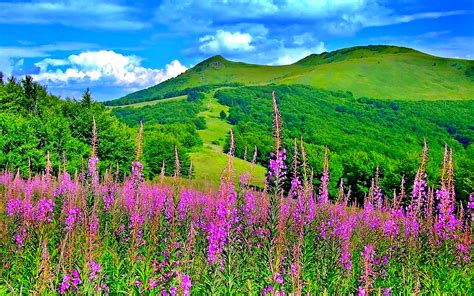 Beautiful Picturesque Scenery With Wonderful Pink Flowers