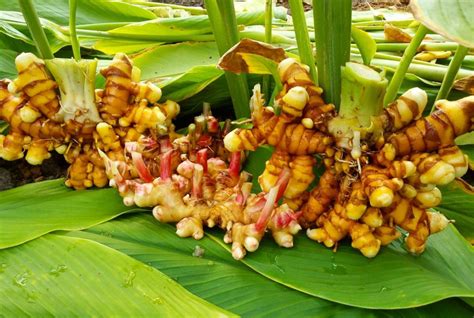Workshop Growing Ginger And Turmeric In Your Home Garden Rayburn Farms
