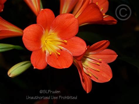 Photo Of The Stamens Filaments And Pistils Of Fire Lily Clivia