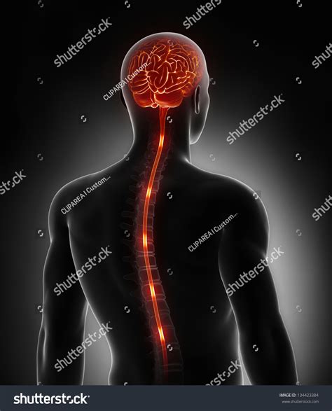 9963 Brain Spinal Cord Images Stock Photos And Vectors Shutterstock