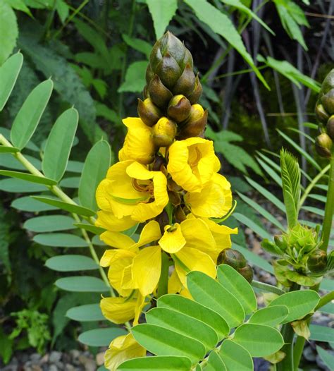 Danger Garden Cassia Didymobotrya Is My Favorite Plant In The Garden This Week…