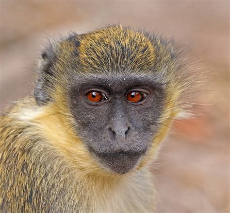 Filegreen Monkey Chlorocebus Sabaeus Juvenile Head Wikimedia