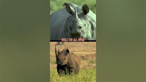 African Elephant Vs Rhino Who Wins Shorts Youtube