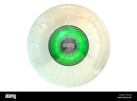 Green Human Eyeball Isolated On White Background Stock Photo Alamy
