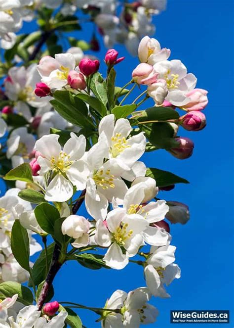 10 Apple Blossom Facts For The Annapolis Valley Photos Festivals