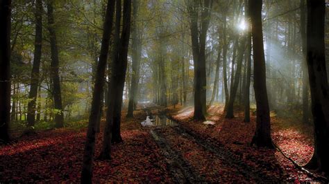 Wallpaper 1920x1080 Px Fall Forest Landscape Leaves Mist Nature Netherlands Path