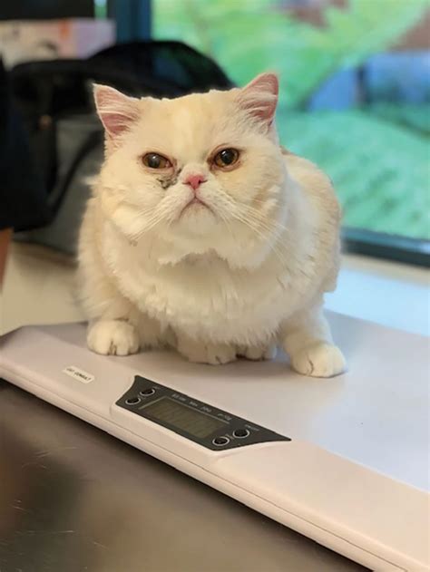 Review of literature and proposal of new diagnostic and classification criteria. Case study: Treatment of Major Tom, a cat with ...