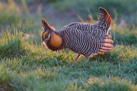 Greater Prairie Chicken mating display - Outdoor Photographer