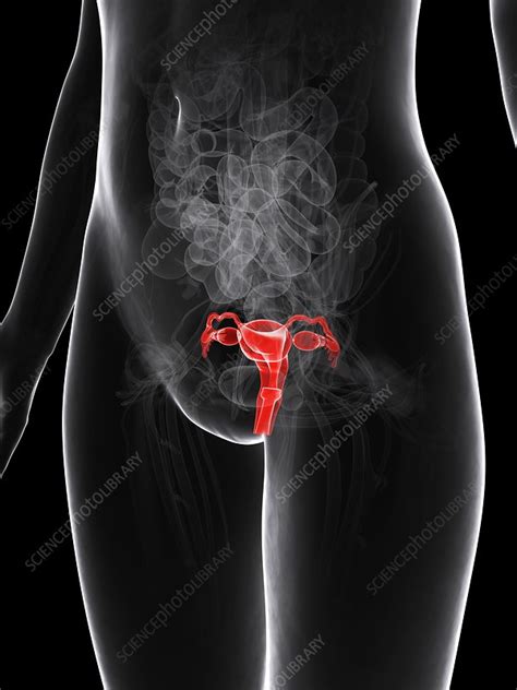 Female Reproductive System Artwork Stock Image F Science Photo Library