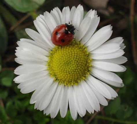 Where to buy daisy flowers. daisy flower photos.jpg | Daisy flower pictures, Flower ...