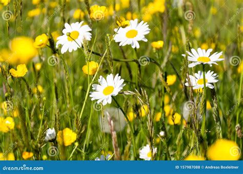 Daisies And Buttercups On Spring Meadow Stock Photo Image Of Caltha