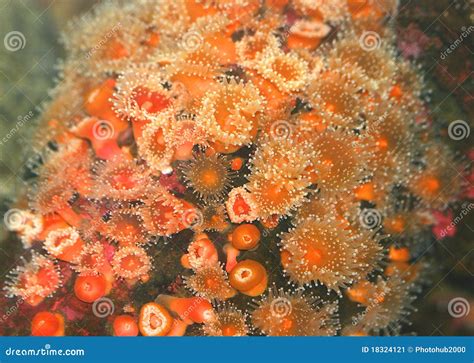 Orange Sea Urchins Stock Image Image Of Animal Orange 18324121