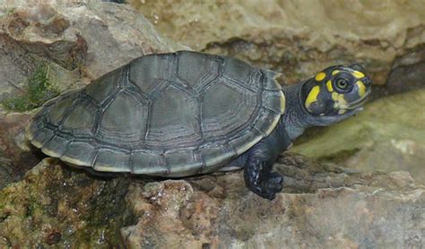 Yellow Spotted River Turtle Facts Distribution And Population Biodb
