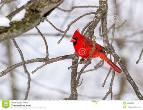 Male Northern Cardinal After A Snowfall Stock Image Image Of Northern
