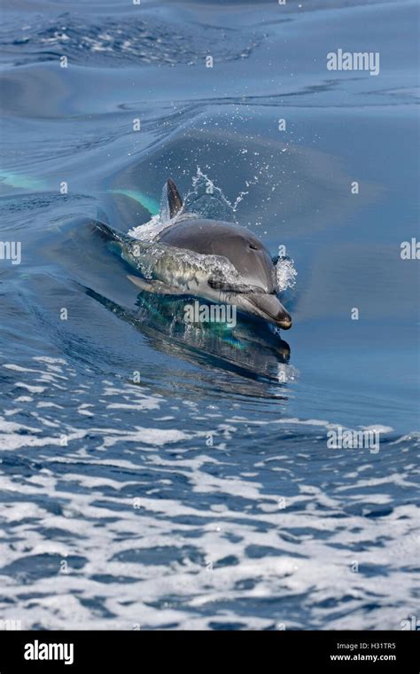Common Dolphin Delphinus Delphis Swimming At The Surface California