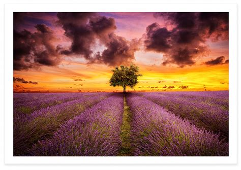 Lavender Sunset Tz Prints Fine Art Photography