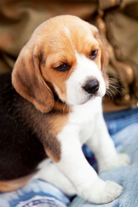 Beagle Puppy Via Tumblr Real Talk