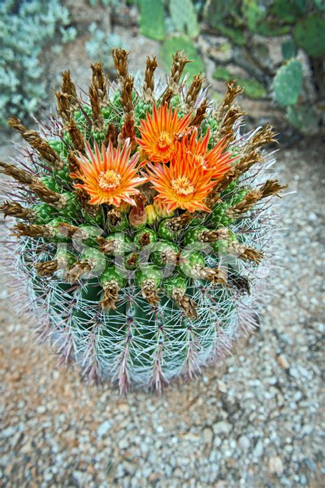 Cactus Flowers At Saguaro National Park Stock Photos