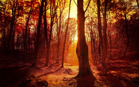 Photo Of Forest During Golden Hour Hd Wallpaper Wallpaper Flare