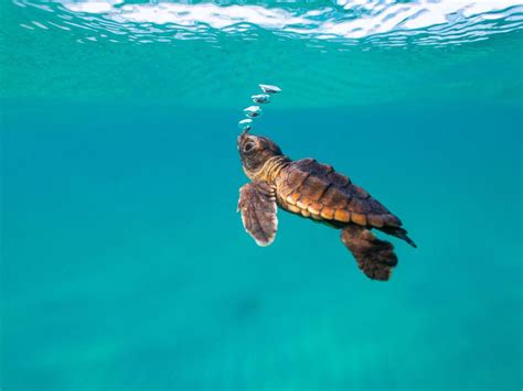 A Baby Sea Turtle Exploring Its World Sea Turtles Rely On Their
