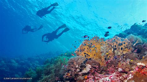 Tubbataha Reef National Marine Park Unesco World