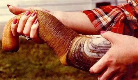 Geoducks The World S Weirdest Clams Boing Boing Hot Sex Picture
