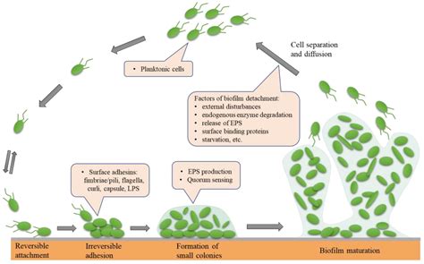 Molecules Free Full Text Biofilm Formation And Control Of Foodborne
