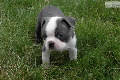 The process was smooth and painless, and i felt that any questions i had would be immediately answered. Yoda: Boston Terrier puppy for sale near Denver, Colorado ...