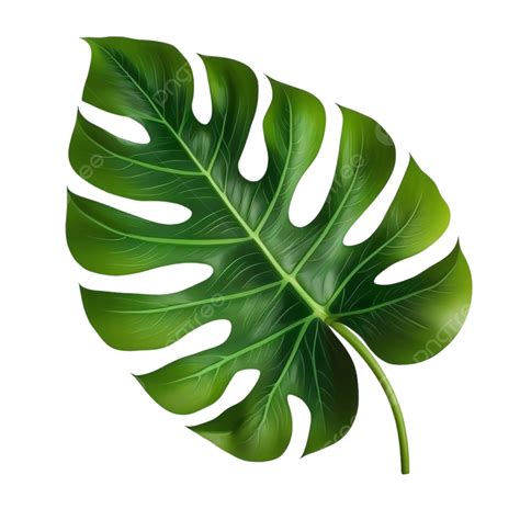 Free Vector Big Green Leaf Of Tropical Monstera Plant Isolated On White