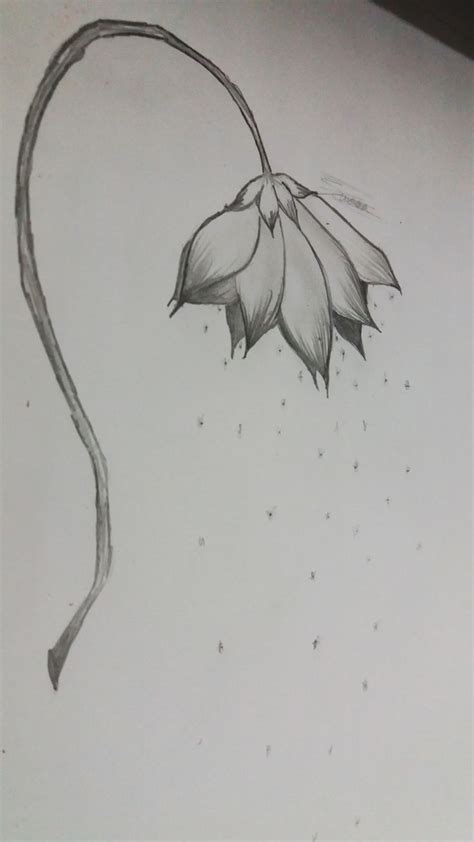 Flores Desenho a lápis Easy Drawings Sketches Cool Art Drawings