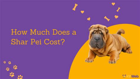 Shar Pei Price How Much Should You Pay For This Wrinkled Dog K9 Web