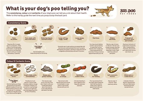 Bernies Perfect Poop In One Digestion Formula For Dogs Fiber