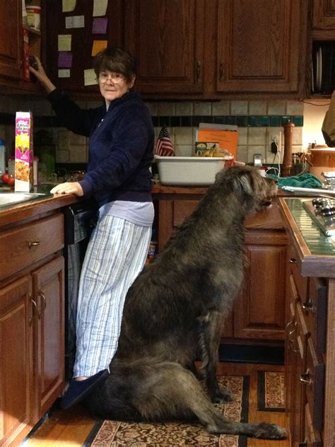 Mom Climbing Over Leannan Irish Wolfhounds Love Pet I Love Dogs Cute