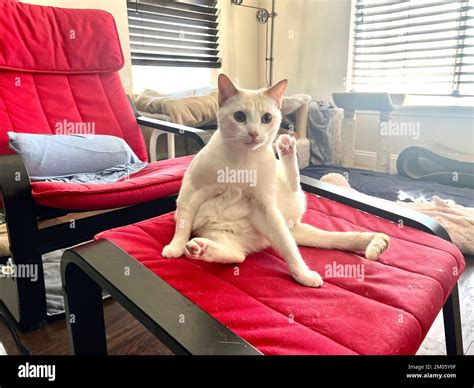 Mitzie The Flamepoint Siamese Cat Stock Photo Alamy