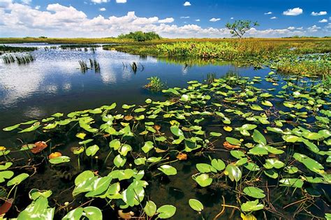 Traveling Photographer The Everglades Popular Photography