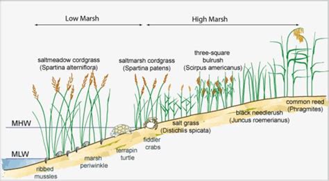 Salt Marshes MarineSpecies Introduced Traits Wiki