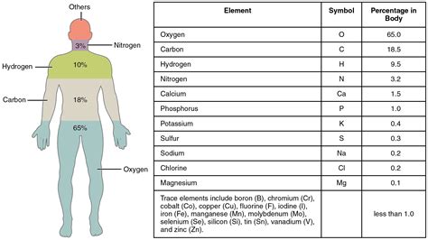 This Figure Shows A Human Body With The Percentage Of The Main Elements