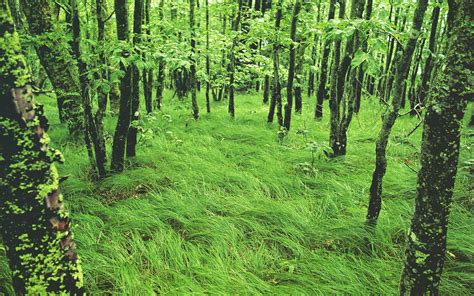 Carex Pennsylvanica As A Woodland Groundcover All Natural Woodland