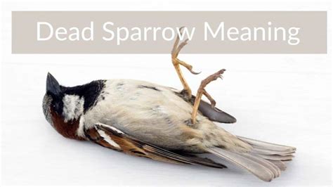 The Meaning Of A Dead Sparrow Positive Sign Or Bad Omen