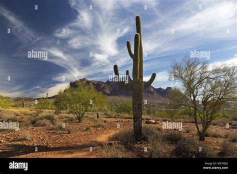 Isolated Tall Saguaro Desert Cactus Plant And Distant Superstition