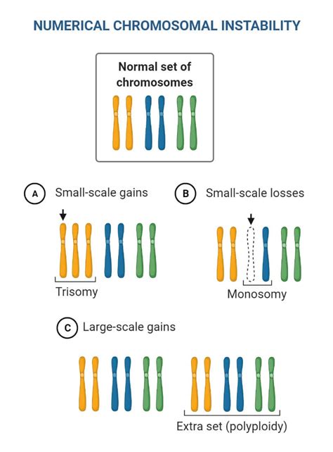 Chromosomal Mutation Causes Mechanism Types Examples