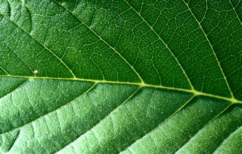 Leaf Texture Map