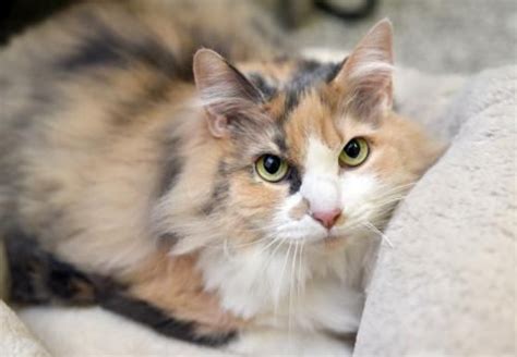 Long Haired Dilute Calico Kittens Sammie Hatton
