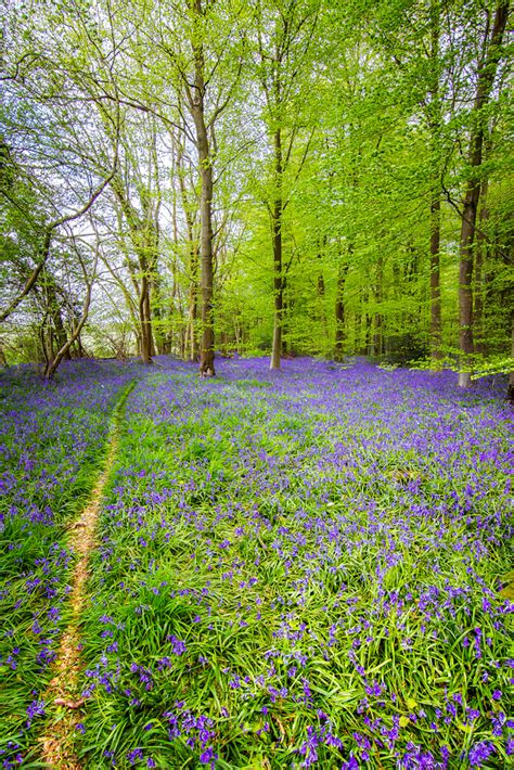 Bluebell Path The Amount Of Bluebells In Motleys Copse