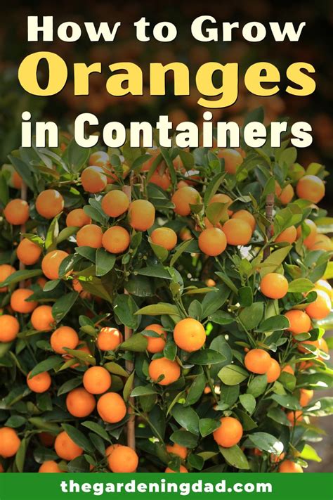 How To Grow Orange Trees In Pots 10 Easy Tips Fruit Trees In